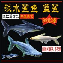 蓝鲨观赏鱼热带鱼群游鱼清道夫清洁鱼大型鱼龙鱼配鱼淡水白化鲨鱼