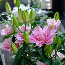 5颗进口香水百合种球四季开花易活花卉盆栽重瓣鲜花庭院植物种子
