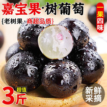 【顺丰航空】新鲜当季树葡萄嘉宝果 加宝果应季孕妇老人高端水果