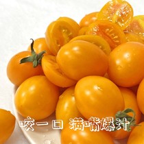 黄色圣女果樱桃小番茄当季新鲜水果黄金西红柿现摘黄番茄小黄柿子