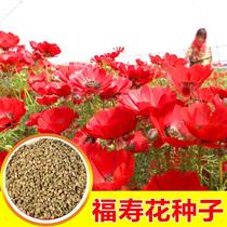 福寿花花种子红色花朵花种籽子四季播种阳台庭院易活盆栽耐寒花籽