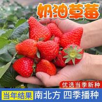 奶油草莓种籽子四季阳台盆栽草莓种子水果室内种植农家水果草莓种