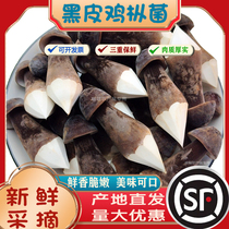新鲜黑皮鸡枞菌500g非干货食用菌菇煲汤火锅餐饮酒店食材原材料