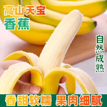 正宗漳州天宝香蕉当季新鲜水果10斤小香蕉自然熟粉蕉香甜粉糯