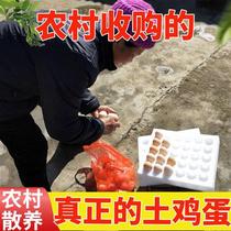 农家土鸡蛋贵州特产我老家真正的村家散养新鲜绿壳初生本地土鸡蛋
