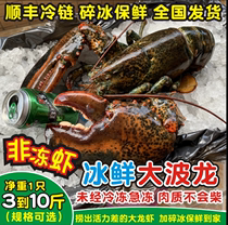 波士顿龙虾生冻波斯顿大虾食用水产速冻海鲜超大加拿大波龙特卖生