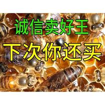 蜂王中蜂蜜蜂王种王纯种高产土蜂交尾新开产卵王阿坝广西王华北|