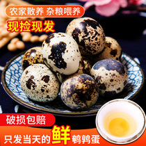 生鹌鹑蛋新鲜50枚农家散养鸟蛋清水火锅辅食送卤料包