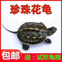 萌龟中华草龟珍珠龟花龟台湾六线草龟乌龟活物观赏宠物情侣活体龟