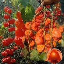 红菇娘种子东北黄姑娘红姑娘种籽灯笼果四季阳台庭院观赏盆栽种子