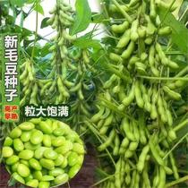 菜毛豆种籽早熟大荚毛豆种子高产四季青黄豆鲜食菜豆春季蔬菜种子