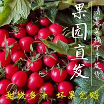 【已停售】千禧果攀枝花西红柿新鲜自然熟小番茄圣女果铁皮水果