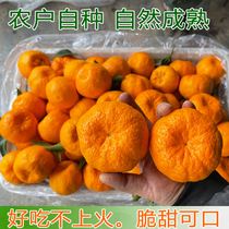 正宗宜昌椪柑柑橘新鲜水果特级薄皮橘子自然成熟农户自种精心挑选
