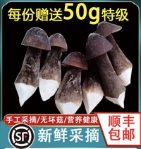 顺丰包邮新鲜黑皮鸡枞菌菇煲汤云南特产食用菌长根菇仿野生菌500g