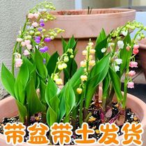 铃兰花盆栽带花苞室外植物易活耐晒耐寒香水铃兰花种球浓香型带芽