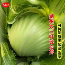 潮州大三叶包心芥菜种籽秋冬季芥菜腌咸菜酸菜南方青菜籽蔬菜种子