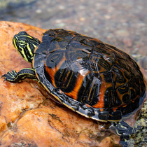 火焰龟冷水深水龟鱼龟混养活体小宠物小乌龟活物稀有清洁龟吃粪龟