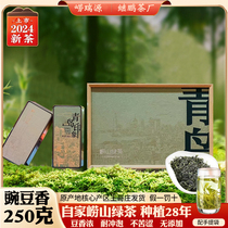 正宗崂山绿茶2024春茶叶礼盒装山东青岛特产豌豆香足耐泡送礼佳品