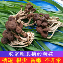 新鲜茶树菇干货500g江西广昌茶树菇不开伞农家茶薪菇柄短香嫩特产