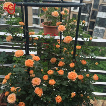 初见玫瑰阳台欧式绿植花架月季铁线莲铁艺地面防锈室外花卉爬藤架