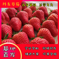 丹东99草莓新鲜草莓红颜九九草莓奶油牛奶东港草莓孕妇水果助农