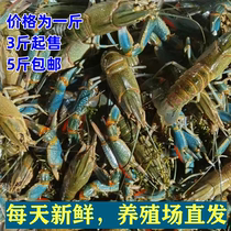 1斤装1-3两鲜活蓝龙虾养殖场直发澳洲淡水蓝龙澳龙小龙虾澳洲龙虾