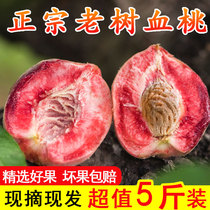 少见的水果贵族血桃新鲜五月脆桃应季节毛桃整箱桃子孕妇水果红桃