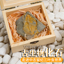 三叶虫<em>古生物化石</em>原石标本盒天然矿石奇石石头小摆件生日礼物宝石