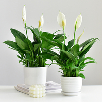 白掌盆栽一帆风顺水培植物室内桌面好养花卉绿植水养四季绿色开花