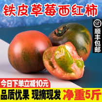 丹东水果正宗草莓铁皮西红柿新鲜自然熟生吃番茄东北盘锦碱地柿子