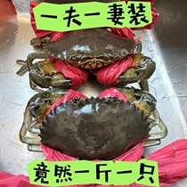一公一母两只特大青蟹包活满肉野生超大螃蟹鲜活海鲜礼盒顺丰空运