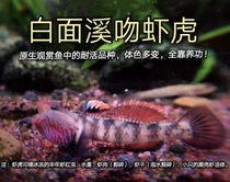 广西原生态溪流小型淡水好养虾虎纯野采发色虾虎鱼