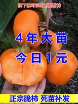 嫁接柿子苗日本无核特大脆甜柿子树苗地栽果树南北方种植当年结。