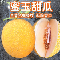 蜜玉黄皮红肉甜瓜种子四季春季橘红肉早熟高糖酥脆甜瓜种籽正品