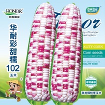 彩甜糯102玉米种子彩色糯甜香四季水果种籽春季糯玉米孑天贵糯甜