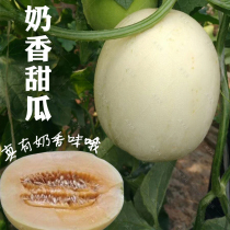 奶香甜瓜种子香瓜种籽日本盆栽春季白甜瓜种籽蔬菜孑四季超甜水果