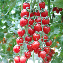 春季千禧番茄种子小番茄西红柿种籽圣女果蔬菜孑大全四季苗秧盆栽