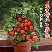 矮生盆栽番茄种子草莓蔬菜种孑苗樱桃小西红柿圣女果四季春阳台籽