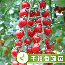 千禧圣女果苗西红柿种子苗樱桃番茄种籽盆栽四季春季农家蔬菜种孑