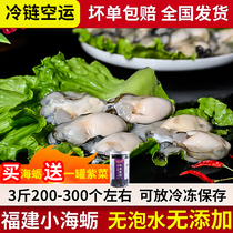 3斤霞浦特产海鲜小海蛎子肉水产现剥去壳鲜活牡蛎蚵仔煎蚝肉