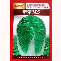 申荣M5大白菜种子秋播冬储山东胶州大白菜种籽抗病高产大白菜种子
