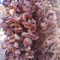 朝阳红蘑野生松树蘑香菇人工山上采松树伞特产250g新鲜特产包邮