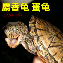 黄金麝香龟蛋龟深水龟鱼缸混养小乌龟活物迷你观赏水龟招财宠物龟