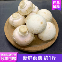 新鲜蘑菇约1斤 食用菌口蘑鲜白蘑菇 口菇 双孢菇 5件包邮