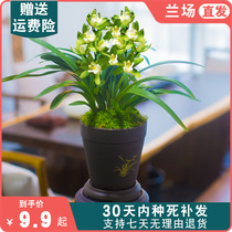 十八格格兰花盆栽桌面办公室含盆花卉绿植室内植物名贵四季兰花苗
