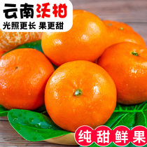 云南高山沃柑10斤水果新鲜大果桔子橘子当季砂糖皇帝蜜柑整箱包邮