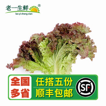 【老一生鲜】 西餐新鲜 红叶生菜 紫叶 罗莎红 沙拉菜紫生菜 500g