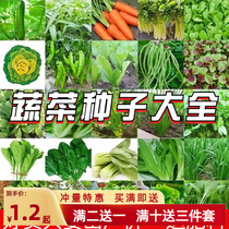 蔬菜种子四季播种阳台盆栽香菜韭菜生菜小葱油麦菜春季菜种籽豆孑