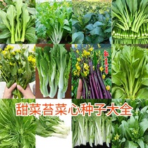 广东四九菜心种子红菜苔孑白菜苔四季蔬菜种籽增城迟多仔青菜大全