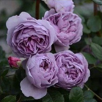 蓝色风暴月季花苗大花浓香开花紫色花卉植物庭院四季玫瑰盆栽欧月
